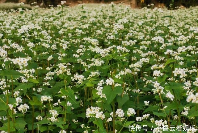 大唐|阳春三月,春回大地,三月赏花好去处