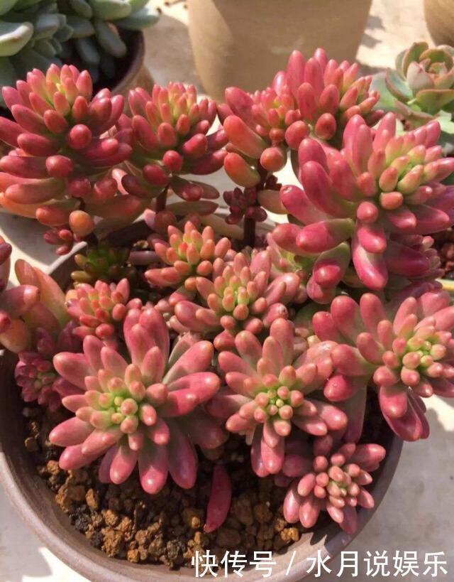 休眠期|7月,多肉到了休眠期,注意“2件事”,秋季变得越来越美,状态佳