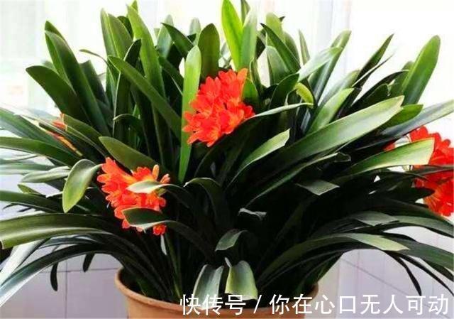 君子兰|给君子兰换盆不做“3大改变”,就算每年换4回土也不顶用,快学下