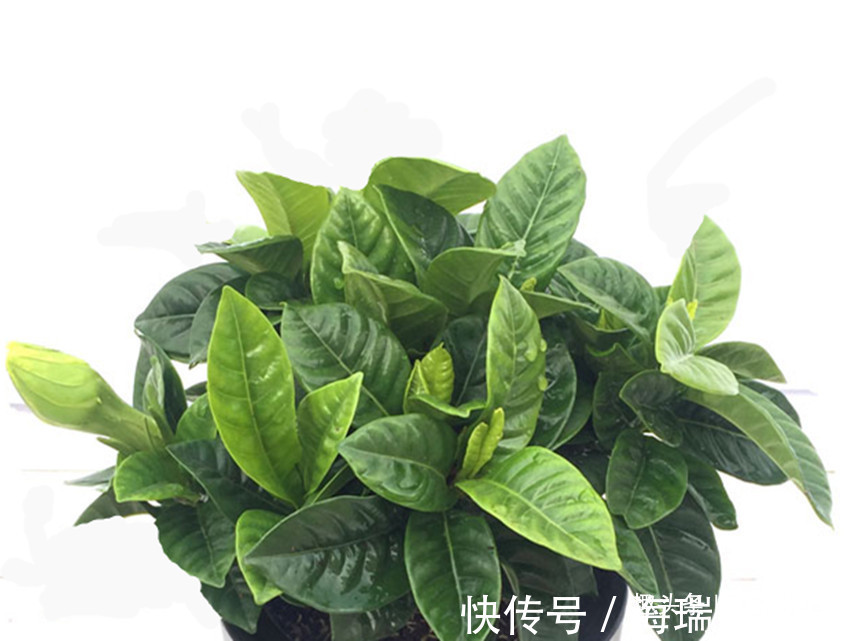 养花常备六种东西,经常用一点,不烂根、不黄叶,年年长的旺