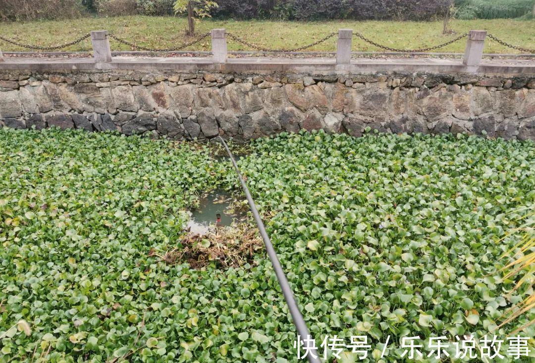 窝子|打窝后等多久再下杆最合适这个问题别忽视,野钓太重要了