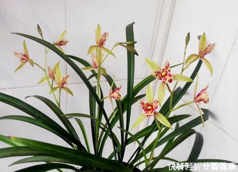 这花公认难养,冬天室内要注意,放外面冻20天,开花多又香