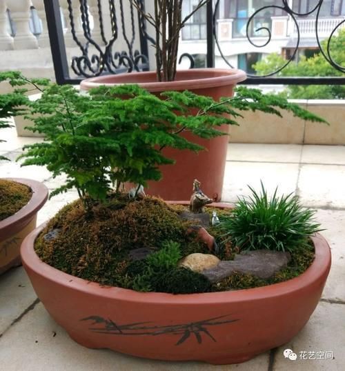 文竹有“三怕”,避开养,黄叶烂根很少见,蹭蹭往上长