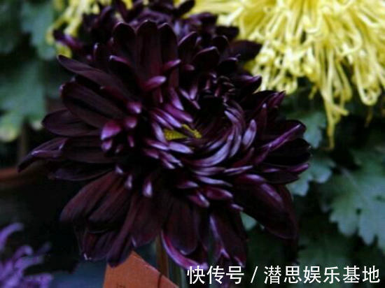 10种罕见的黑色花,都说很高贵,我怎么觉得诡异?