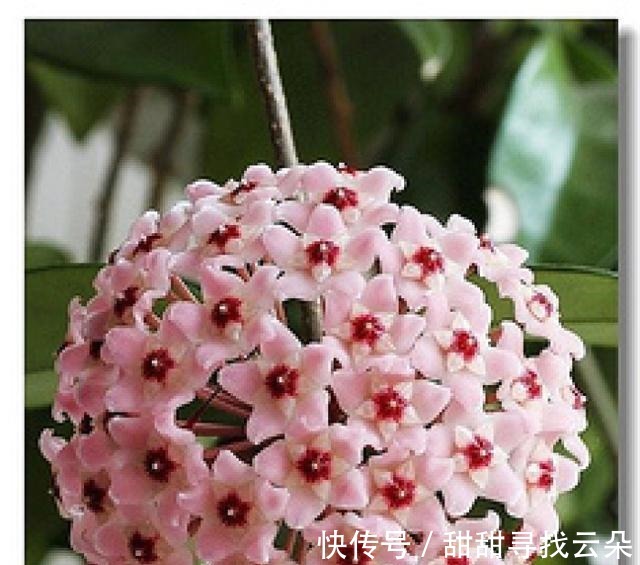 三角梅|6种“爬藤花”,美上天际,种上一株,就能赏几十年!