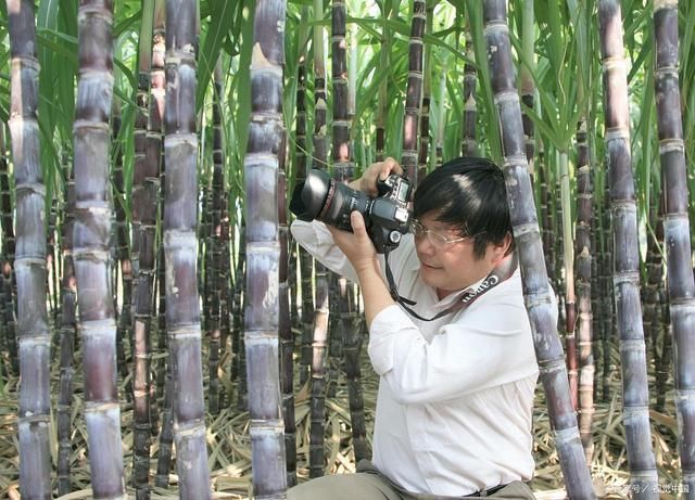  买甘蔗时，请记住“5点”，保证好吃不浪费，蔗农都赞你是内行