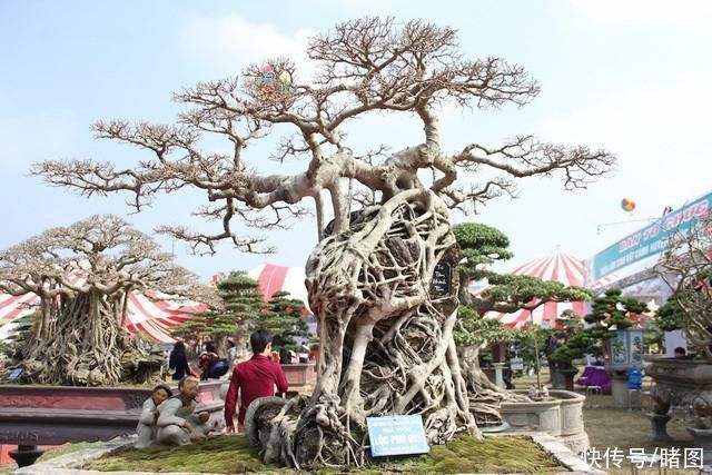  株盆景|男子低价买回一棵长在石头上的古树，现价值31万原主人后悔不已