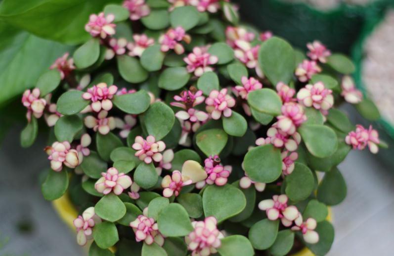 养护|养金枝玉叶,按“这”方法盆栽,枝叶长得旺,极具观赏价值