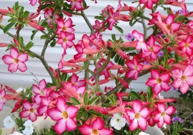 有种比玫瑰还美的花,不仅漂亮而且花期长,放在太阳下长势最好!