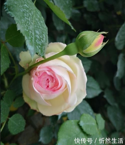 月季花发芽了却没叶子都怪土里这个物质太多