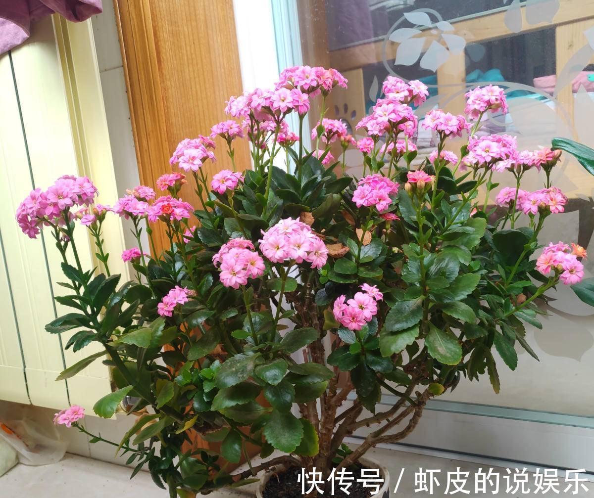 寿命长的“3种花”,最喜欢用小盆栽种,盆越“小”长得越好