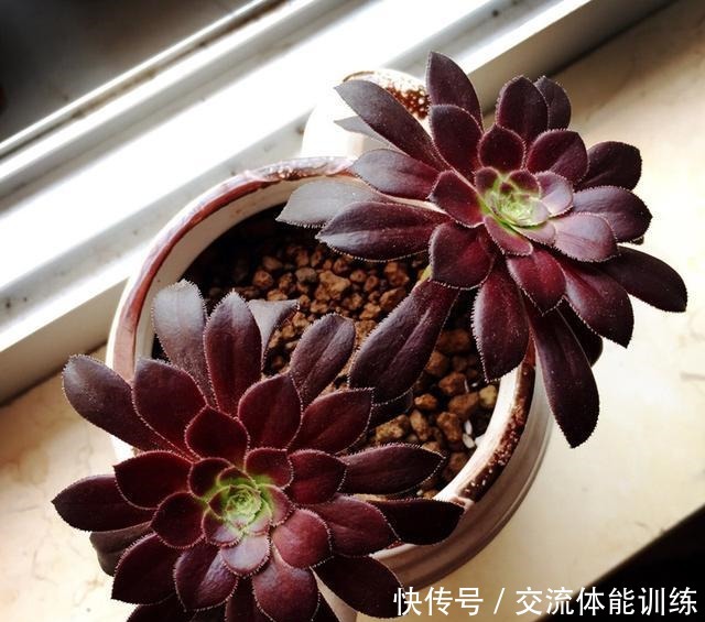 家里有这4种多肉太赚了,不仅皮实好养,还越晒越精神!