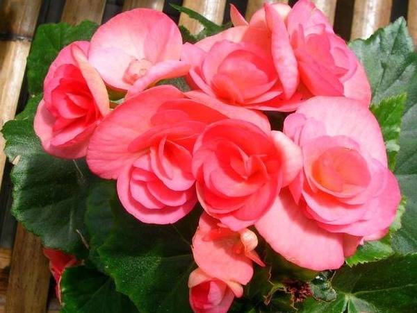 新手养护花卉,就养开花一开300多天,比杜鹃好养的花卉,美极了