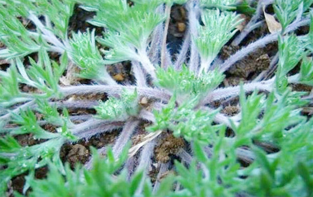 肝脏|春季“养肝第一草”,多吃可以降血脂,保肝利胆,防肝炎助长寿