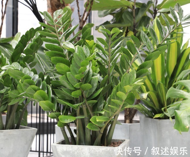 4种名字带“财意”的植物，是吉祥的观赏花，家里有空建议养一盆