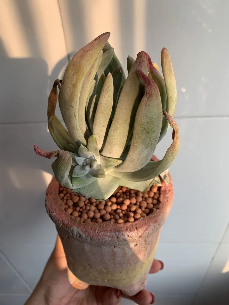 半年时间，多肉从3盆发展到600盆，入坑切莫太心急！