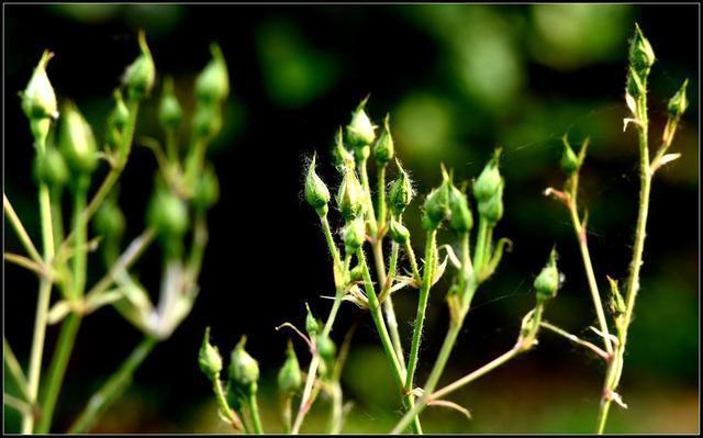 秋季“修枝”很重要，千万不能舍不得，4种方法学会一种就行了