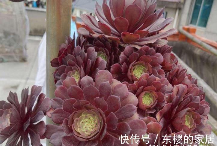 肉友|法师系多肉都有臭味？那是谣传，此8种法师都没味道，大家放心养