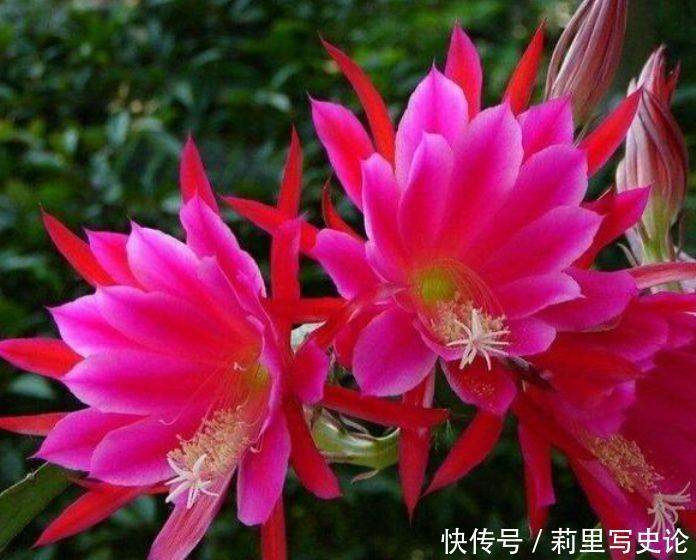 花大色艳|养花就养个花期长的,花大色艳,爆起盆阳台美成花