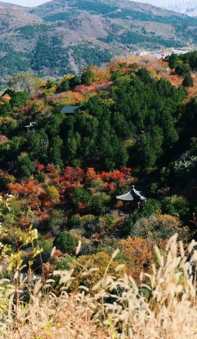 红叶观赏期|香山红叶进入最后观赏期