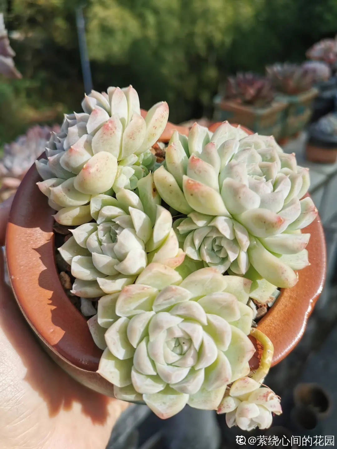 橙梦露|自从养了这8种多肉,我就没出过门,太“毒”了