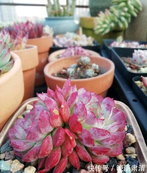 买多肉不要挑颜色,养护过程最重要,表面红彤彤,实际白菜色