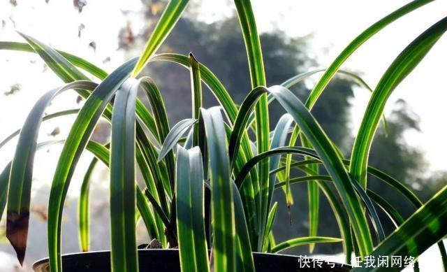 冬天养兰花,盆土结冰的怎么办两个操作一个必须