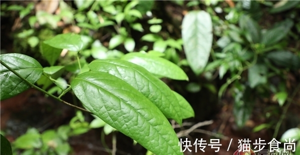 藤枣——生长在雨林中的濒危物种