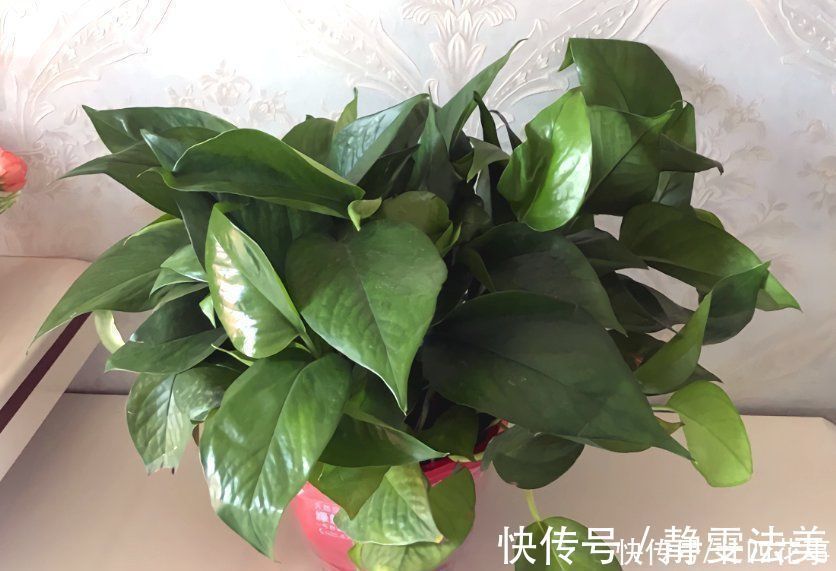 铜钱草|养6种花,手不能懒,经常“剪一剪”,越剪越爆盆