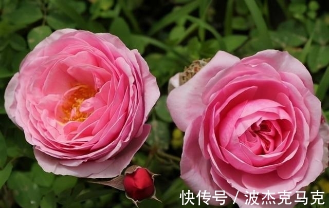 安吉拉|被淘汰掉的藤本月季，听起来很经典，实际是鸡肋