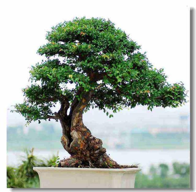 这树真“丑”,但叶子“嚼一嚼”能缓解牙痛,制成盆景观赏性强!