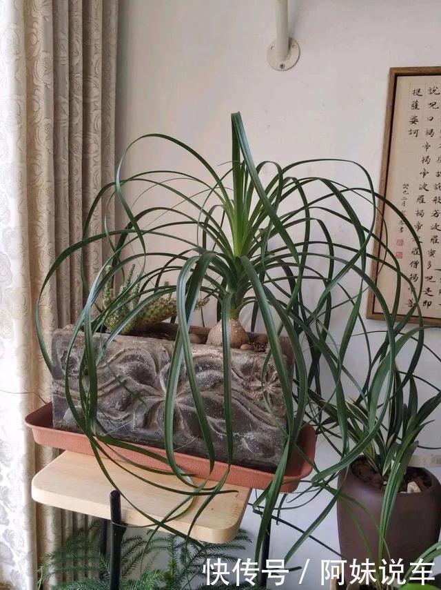 风水|客厅养花就选这六种，寿命长、寓意好，省心又好养，你家养了几种