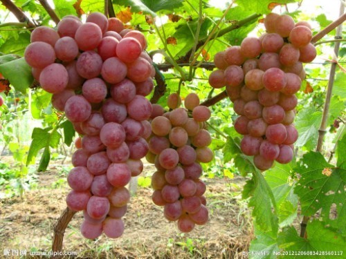 柿子|吃了葡萄以后,记住别食用此种食物,为了身体健康,再馋也要忍!