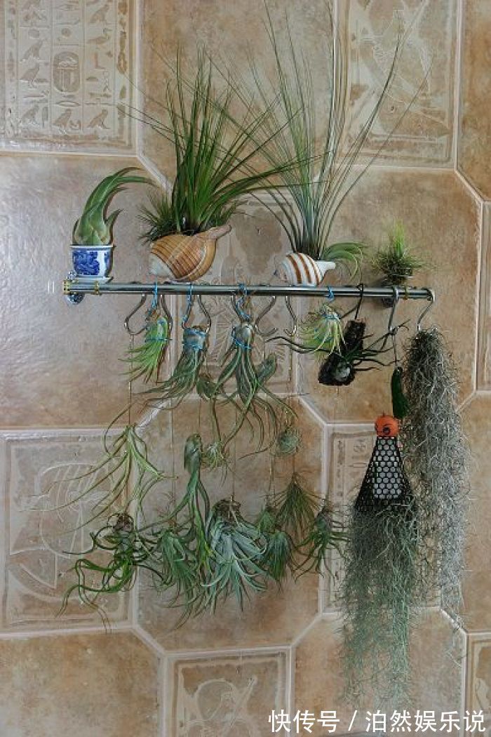 5种客厅“懒人花”,耐阴又耐旱,天天不管它,挤出满盆大笋芽