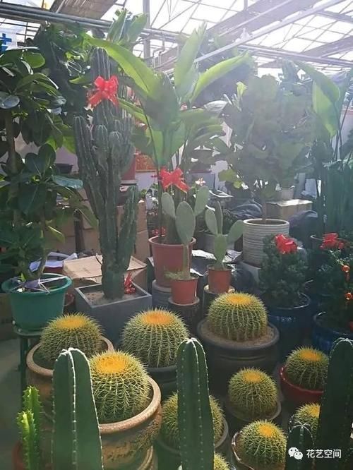 反季节|花市买花，别轻易“入坑”，这4种情况的花，再好看也别买