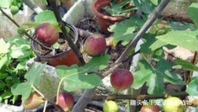 腐叶沙质土|养花不如种“水果”，1根枝条插1盆，一结一大筐，吃都吃不完！
