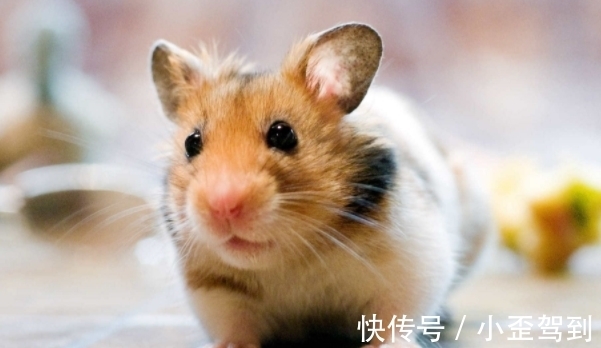 大金鼠|大金鼠：哪月出生的属鼠人，福禄双全，大吉大利，看看有你吗？