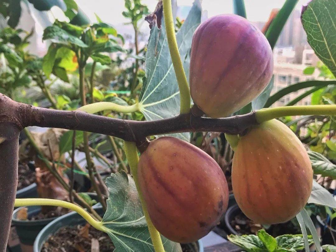 阳台养这10种菜,长得快、结果多,全家都够吃!