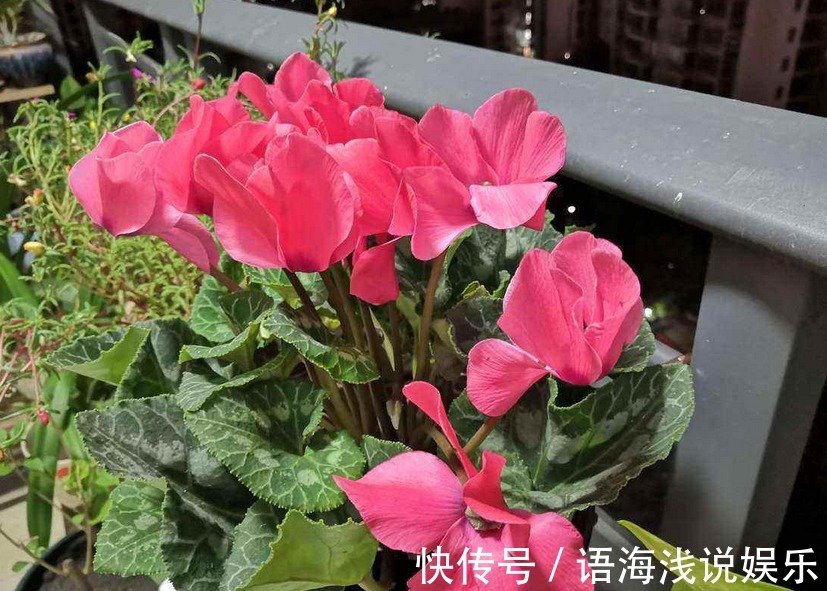 仙客|养仙客来,施肥、光照、浇水,掌握住门道,开花才又多又美