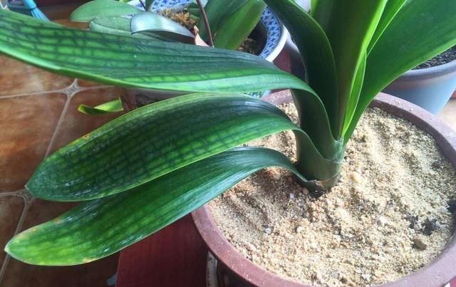 霍米兰|花盆里放两种杂物,花很好,没有虫子,土壤也不结实,气势旺盛