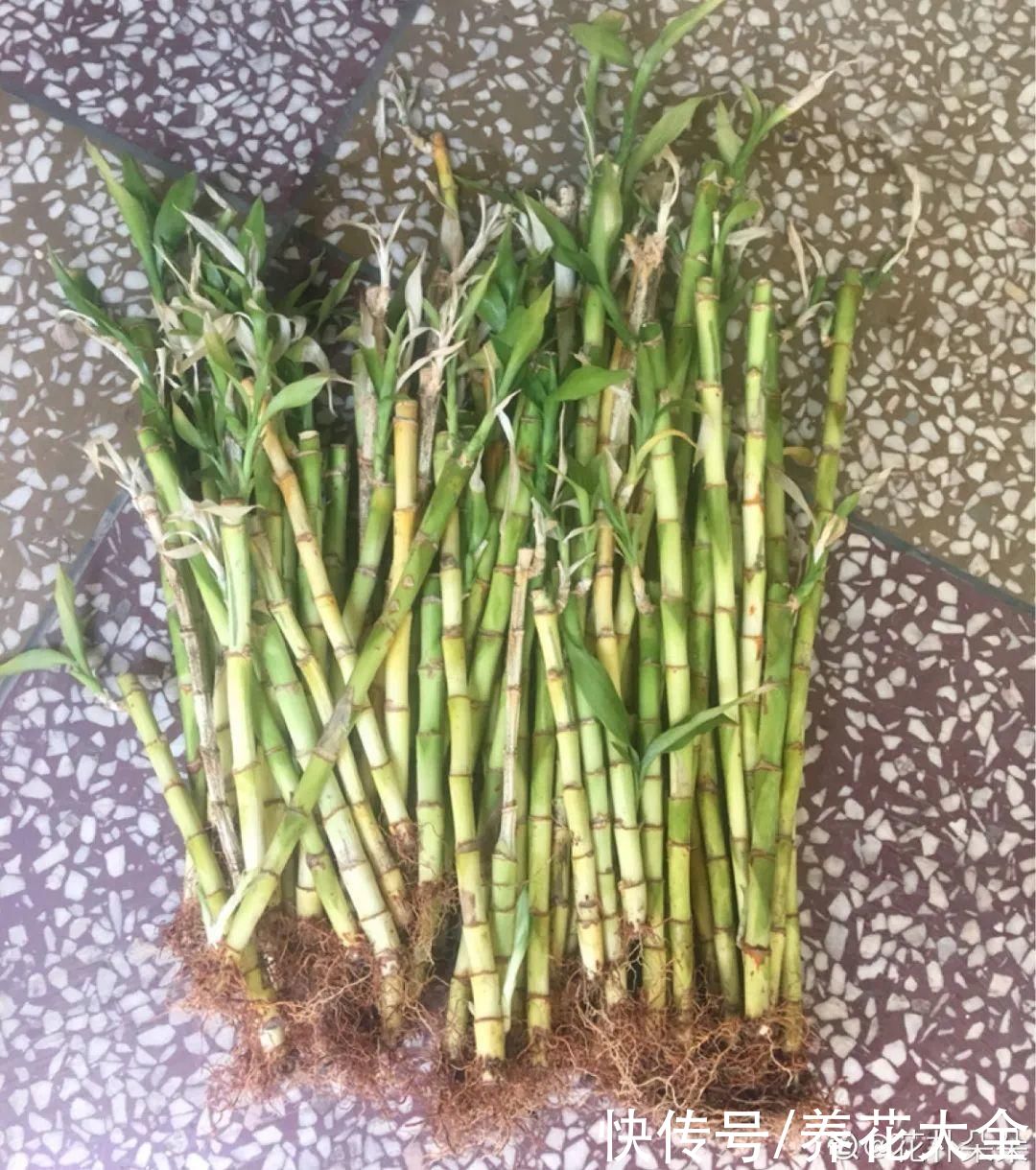 过完年,垃圾桶周围多了不少花,又要开始捡破烂儿了