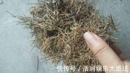 养花土壤“开裂”,盆底垫点“松针”,透气养分高,几天就恢复!