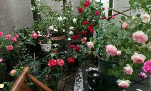 遍寻不到“酸性土”的情况下，该怎么让养花土从碱性变酸性？