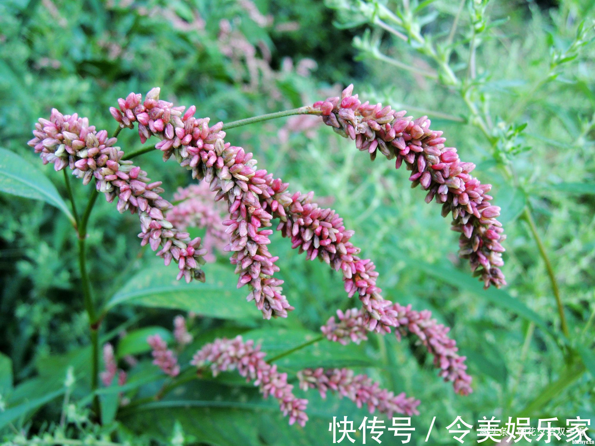 酸模叶蓼|乡下常见一种叶片有花纹的野草,营养丰富,可食用,也可药用!