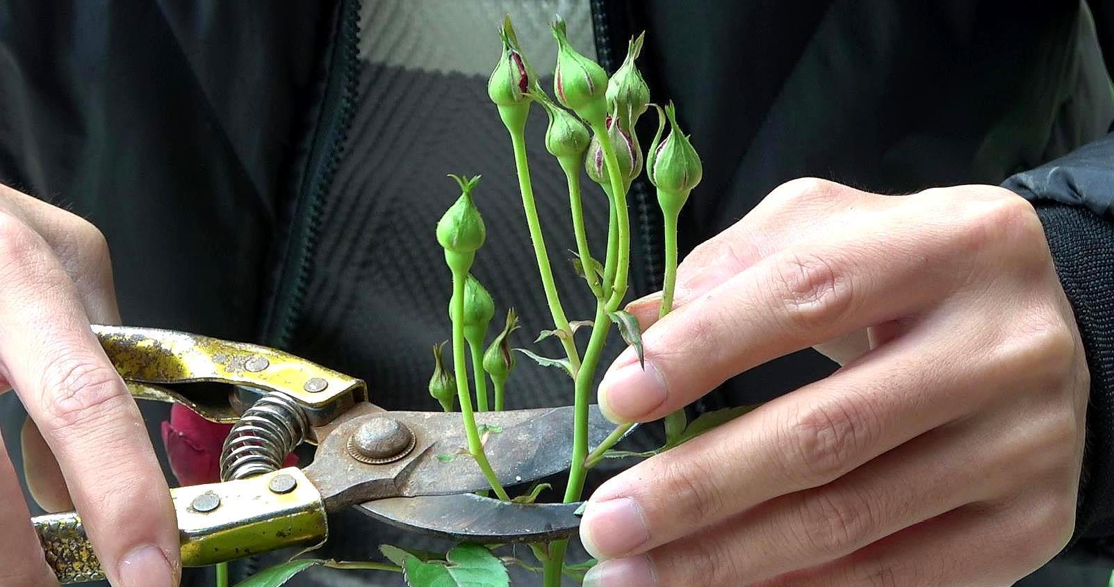 月季|五月修剪月季花，3个技巧掌握好，下一茬开花更劲爆