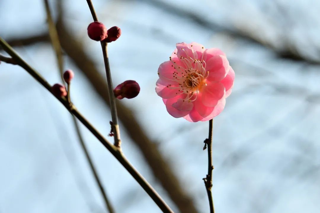 风雪夜归人#今日小寒 | “数九寒天”到了！新春佳节近了……