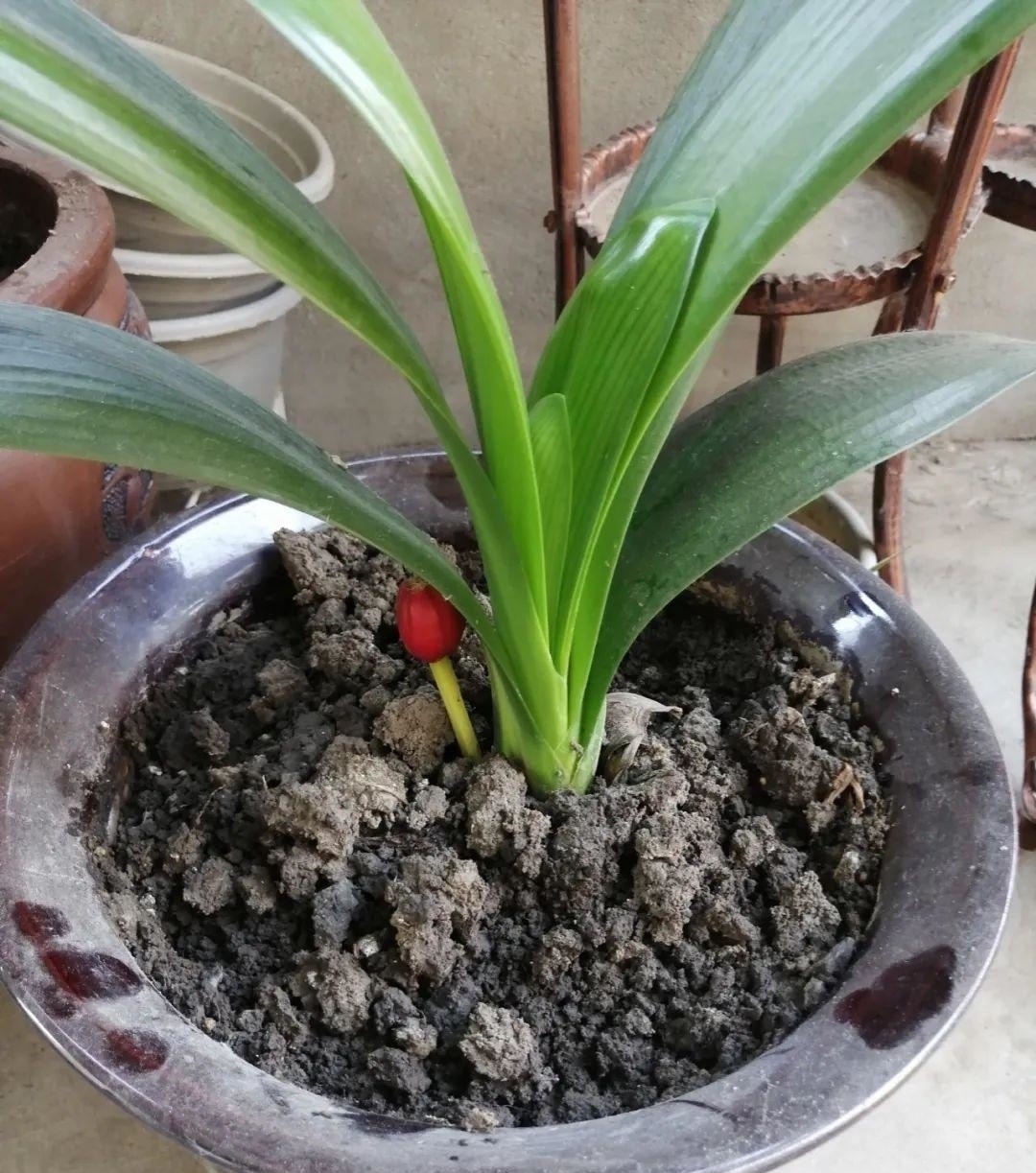 浇水量|10种花夏天一定要少浇水，否则熬不过3天就死了