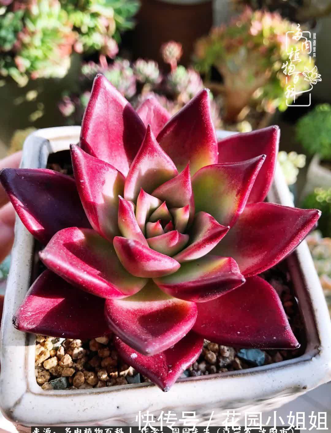 不羡鸳鸯不羡仙,只羡东北来春天!多肉冬去春来!