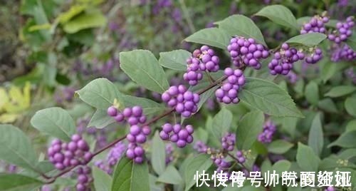 果实|叶似枇杷叶,果实像紫珠,无论谁在村边偶遇,别无知当草,要重视
