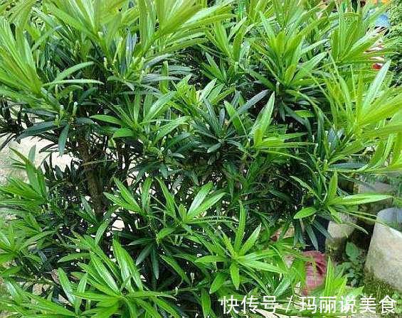 家养罗汉松,世代成富翁,盆景太贵买不起,剪根枝条一插就活。